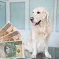 Dofinansowanie dla posiadaczy zwierząt! Złóż wniosek, a otrzymasz do 500 zł!