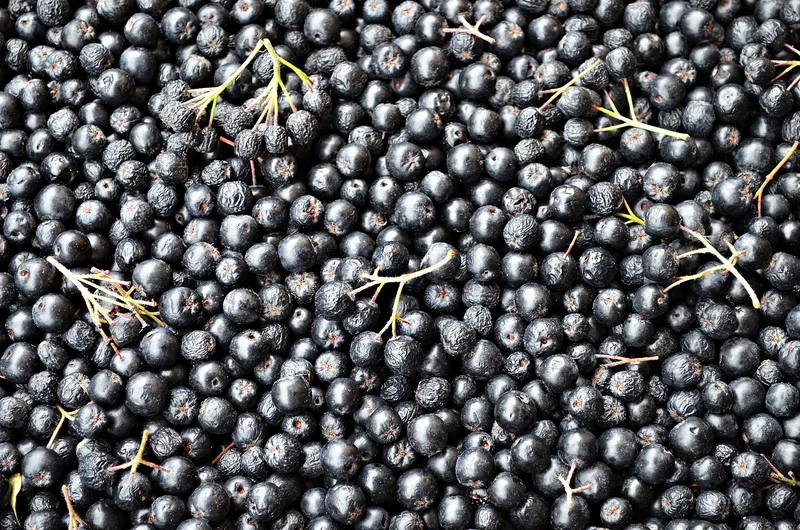 Czym zastąpić owoce acai? Mamy odpowiednik rosnący w Polsce!