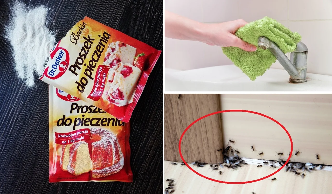 Przepędź mrówki raz na zawsze! Poznaj genialne rozwiązanie z twojej kuchni