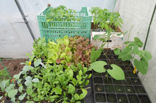 Permakultura: Magiczny sposób na szybki wzrost warzyw, o którym nikt nie mówi! Oto kluczowe zasady