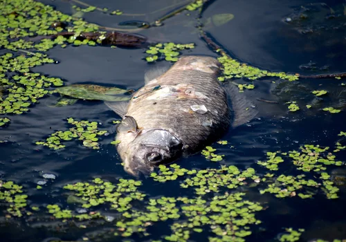 Ekologiczny koszmar powraca! Tysiące martwych ryb i dramatyczna walka z czasem!