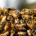 Światowy Dzień Pszczół: Dlaczego jest tak ważny i jak możemy pomóc?