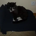 sofa dla kota krok po kroku