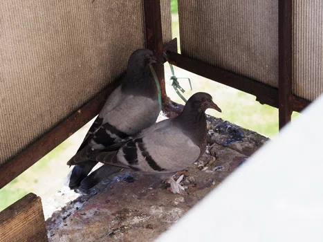 Gołębie roznoszą choroby. Jak pozbyć się ich z balkonu?