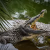 Największa powódź od 30 lat w tym kraju: Zoo w ruinie, groźne gady na wolności!
