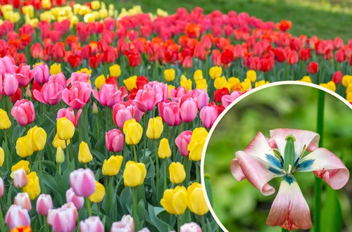 Co zrobić z tulipanami, jak przekwitną? Odkryj tajemnice, jak je uratować!
