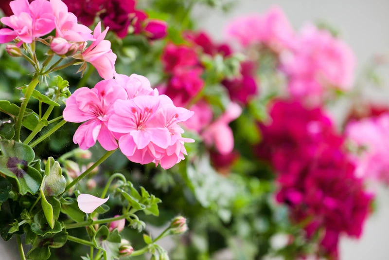 Czym najlepiej nawozić PELARGONIE?