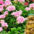 Zrób to teraz! Domowy nawóz z banana dla pelargonii – tylko 2 składniki, efekty w 2 tygodnie