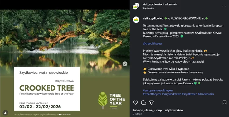 Zdjęcie Ostatnie godziny głosowania! Krzywe Drzewo z Szydłowca walczy o tytuł Europejskiego Drzewa Roku 2026 #1