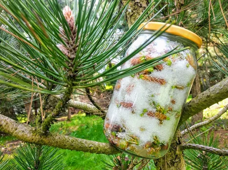 Przepis na nalewkę i syrop z młodych pędów sosny