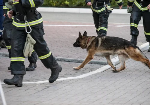 Międzynarodowy Dzień Psa Ratowniczego: Bohaterowie na Czterech Łapach