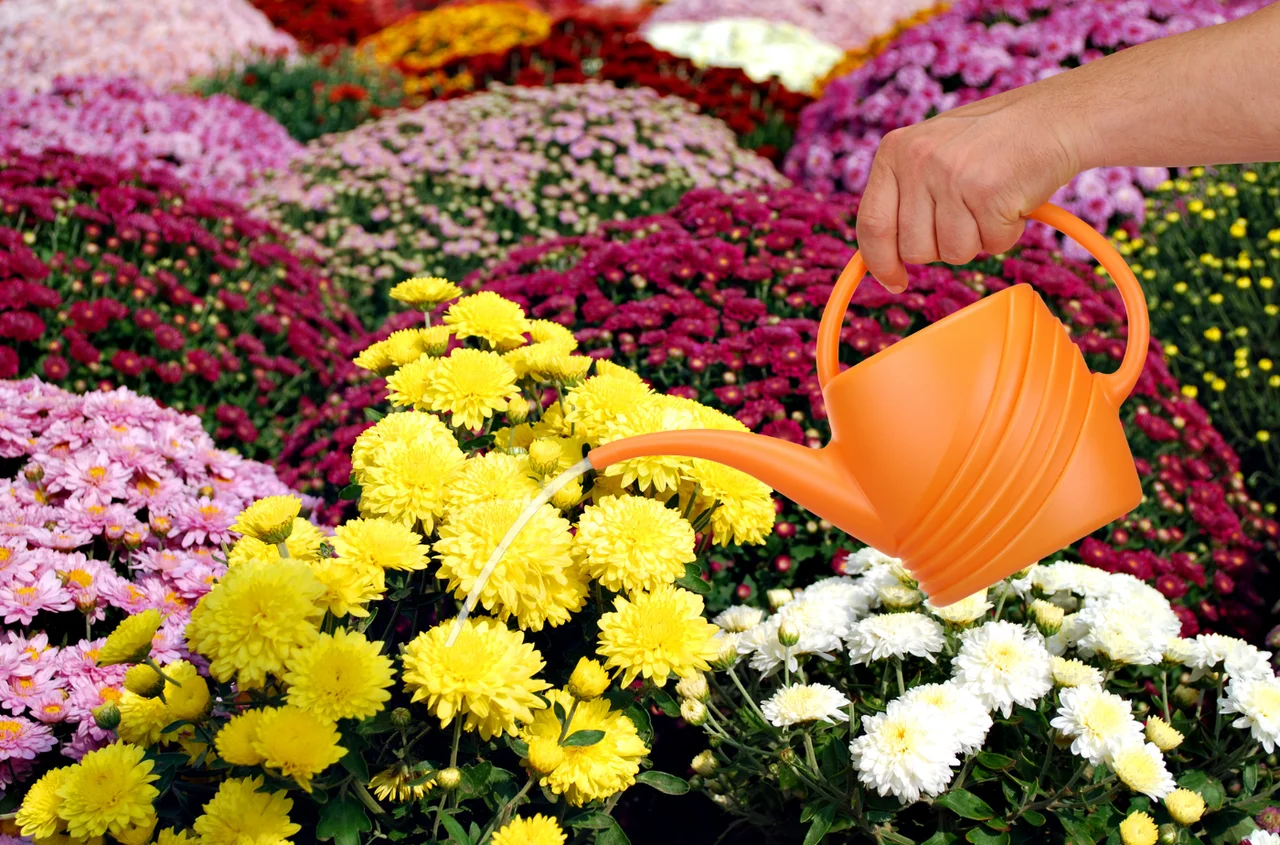 Najczęstszy błąd z chryzantemą? Źle dobrane podlewanie!