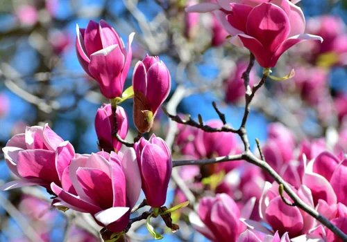 Magnolia już kwitnie! Czy może uczulać i powodować objawy, których nie podejrzewasz?