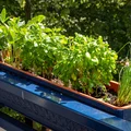 Zmień balkon w zielony ogródek! Praktyczny poradnik dla początkujących na wiosnę!