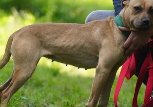 Skazany za brutalne walki psów zatrzymany przez opolskich "łowców głów"