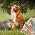 Dofinansowanie 500 plus na psa lub kota! Koniecznie złóż wniosek i pilnuj ważnego terminu!