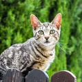 Kot sąsiada ciągle wchodzi na Twoją posesję? Sprawdź, czego nie wolno Ci zrobić