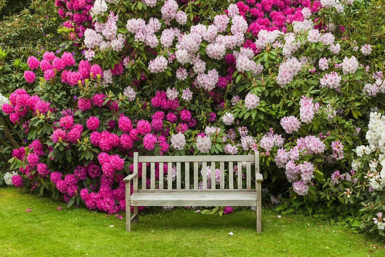 Ławka otoczona kwiatami - romantyczne miejsce w twoim ogrodzie