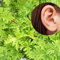 Zwiń listek i włóż go do ucha! Ten rodzaj pelargonii przyniesie ci ulgę.