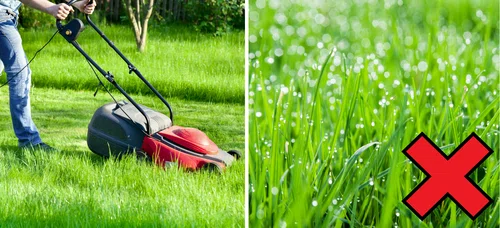 4 błędy, które najczęściej popełniamy podczas koszenia trawnika!