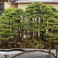 Mini las - bonzai