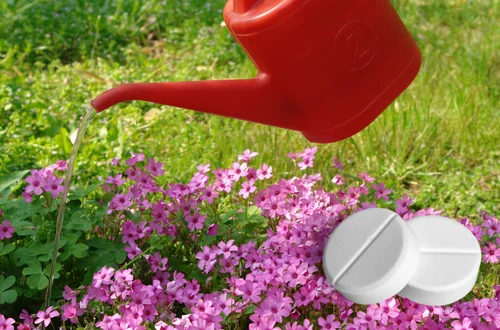 Rozpuść jedną tabletkę i podlej nią swoje kwiaty! Twój ogród zakwitnie jak nigdy dotąd