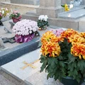 Co zrobić z chryzantemami po Wszystkich Świętych? Ten błąd popełnia większość osób