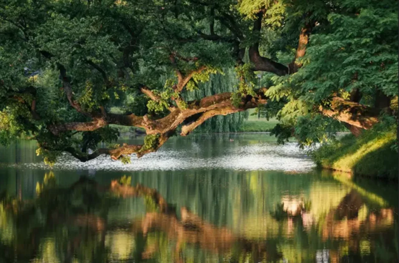 Ostatnie godziny głosowania! Krzywe Drzewo z Szydłowca walczy o tytuł Europejskiego Drzewa Roku 2026