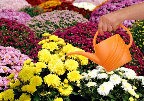 Najczęstszy błąd z chryzantemą? Źle dobrane podlewanie!