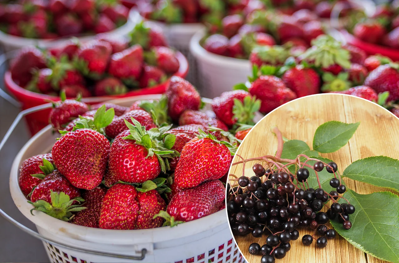 Ten zapomniany krzew to skarb dla truskawek! Zrób nawóz 1:10, a kobiałki będą się przesypywać