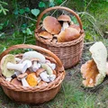 Zebrali za dużo grzybów i teraz płacą fortunę! 30 tysięcy złotych kary!