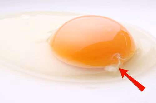 Biały sznurek w jajku – co to jest? Prawda może Cię zaskoczyć!