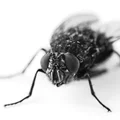 Sposób na pozbycie się  denerwującego insekta o którym nie wiesz!