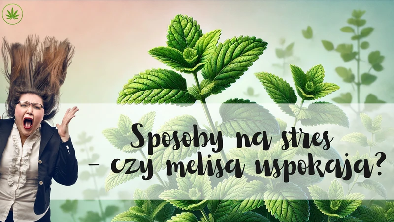 Czy melisa uspokaja?