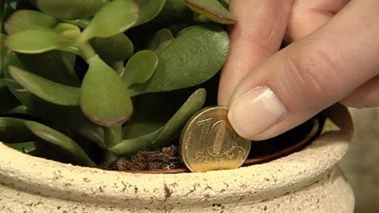Zasady Feng Shui mówią, że ta roślina przyciąga szczęście i pieniądze