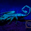 Dlaczego skorpion jest uznawany za najgorszy znak zodiaku?