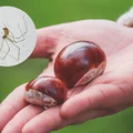 Czy pająki boją się kasztanów? Skuteczny sposób czy tylko jesienna tradycja?