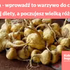 Maca - wprowadź to warzywo do codziennej diety, a poczujesz wielką różnicę!