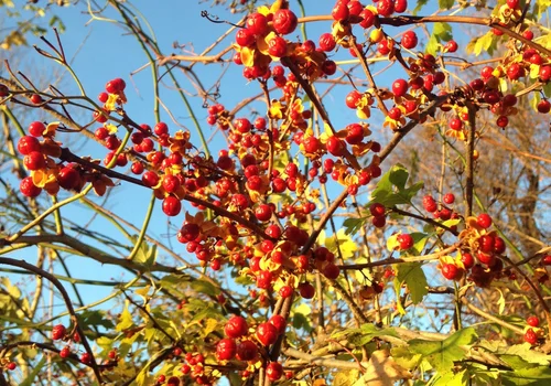 Koniec z modną ozdobą ogrodów. Teraz grożą za nią kary!
