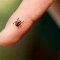 Nowy rodzaj kleszczy pojawił się w kilku regionach Polski! Objawy po ukąszeniu mogą być mylące