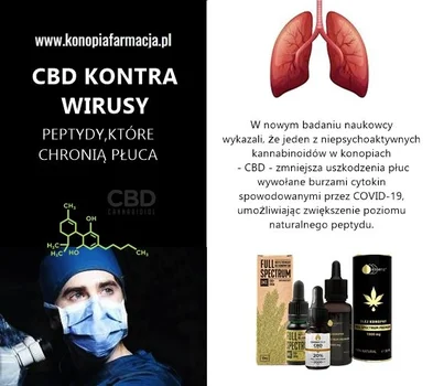 CBD kontra koronawirusy !