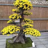 Bonsai