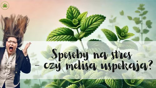 Czy melisa uspokaja?