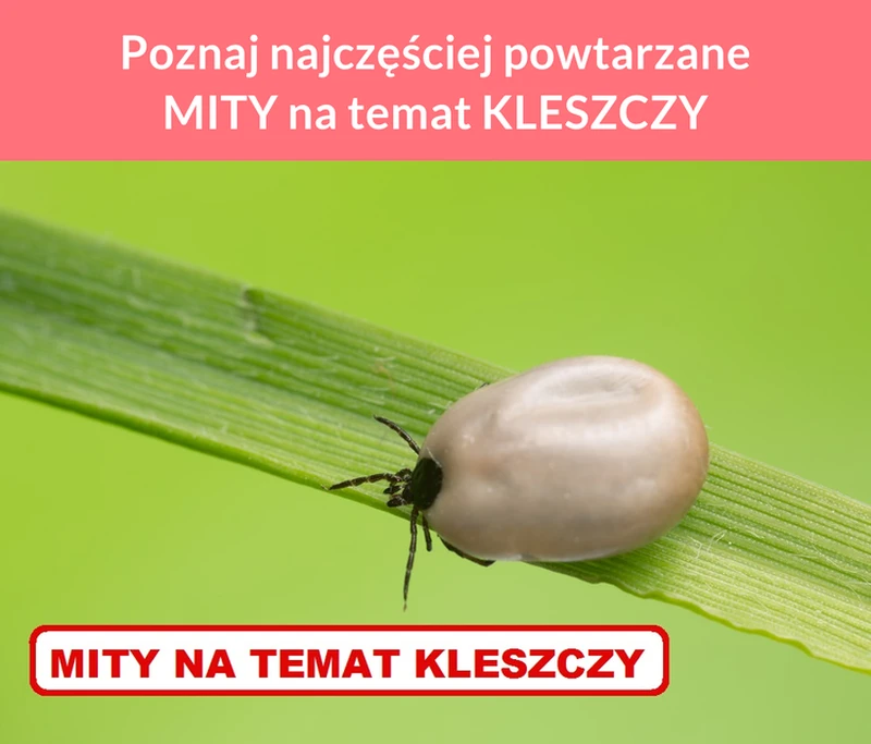 Poznaj najczęściej powtarzane MITY na temat KLESZCZY