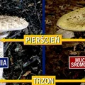 KANIA vs MUCHOMOR SROMOTNIKOWY – jak rozpoznać?