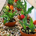 Tulipany ;)