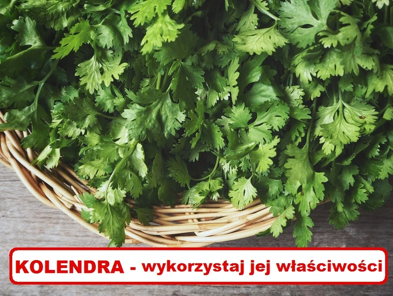 KOLENDRA – wykorzystaj jej właściwości zdrowotne