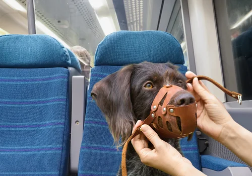 W tym mieście psy będą jeździć pociągami za darmo! Opublikowano ważny komunikat