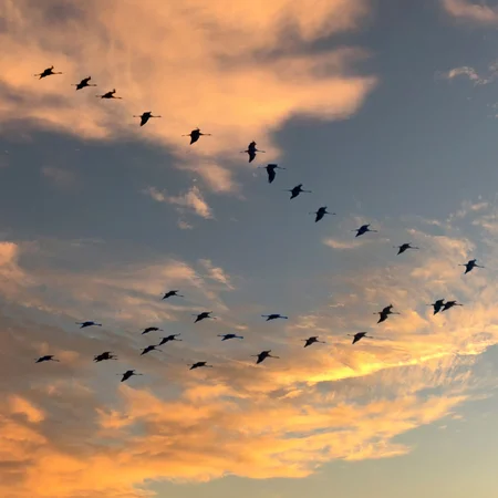 Światowy Dzień Ptaków Wędrownych – znaczenie i wyzwania
