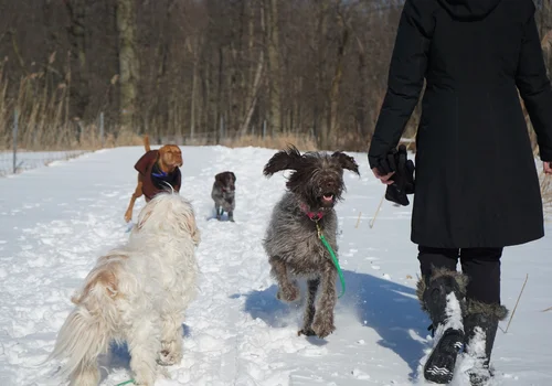 Nadchodzi zmiana w opłatach dla właścicieli psów! Tym razem to dobra wiadomość!
